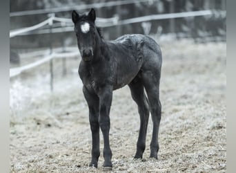 American Quarter Horse, Stallion, , 14,2 hh, Roan-Blue