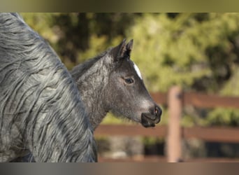 American Quarter Horse, Stallion, , 14,2 hh, Roan-Blue