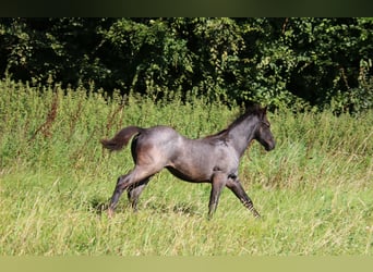 American Quarter Horse, Stallion, Foal (04/2024), 14,2 hh, Roan-Blue