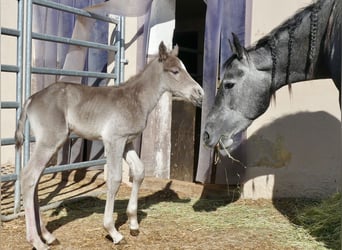 American Quarter Horse, Stallion, Foal (04/2024), 14.2 hh