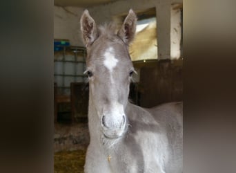 American Quarter Horse, Stallion, Foal (04/2024), 14.2 hh