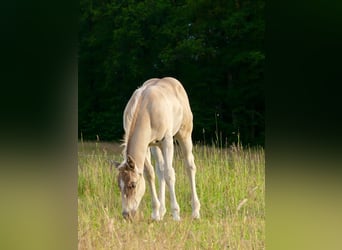 American Quarter Horse, Stallion, Foal (04/2024), 14.2 hh