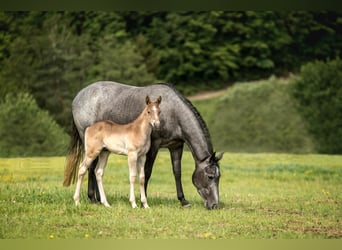 American Quarter Horse, Stallion, Foal (04/2024), 14.2 hh