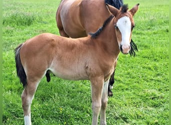 American Quarter Horse, Stallion, Foal (04/2024), 14.3 hh, Brown