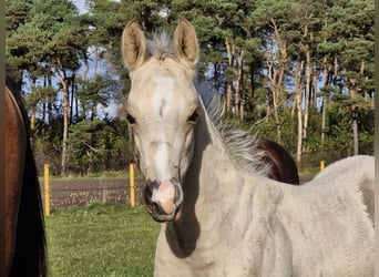 American Quarter Horse, Stallion, Foal (09/2024), 14,3 hh, Buckskin