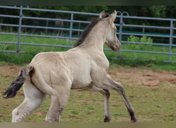 American Quarter Horse, Stallion, Foal (04/2025), 14.3 hh, Champagne