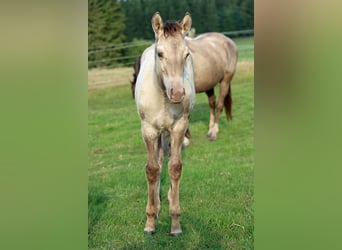 American Quarter Horse, Stallion, Foal (04/2025), 14.3 hh, Champagne