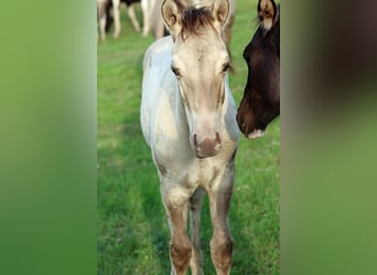 American Quarter Horse, Stallion, Foal (04/2025), 14.3 hh, Champagne