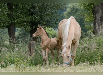 American Quarter Horse, Stallion, Foal (05/2024), 14.3 hh, Champagne