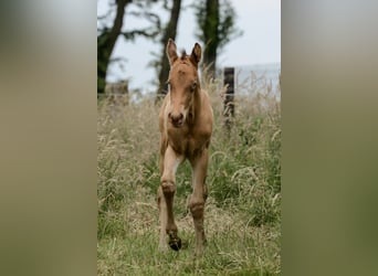 American Quarter Horse, Stallion, Foal (05/2024), 14.3 hh, Champagne