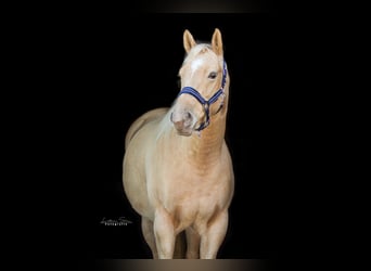 American Quarter Horse, Stallion, Foal (05/2024), 14.3 hh, Champagne