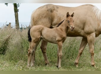 American Quarter Horse, Stallion, Foal (05/2024), 14.3 hh, Champagne