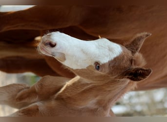 American Quarter Horse, Stallion, , 14,3 hh, Chestnut-Red