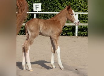 American Quarter Horse, Stallion, , 14,3 hh, Chestnut-Red