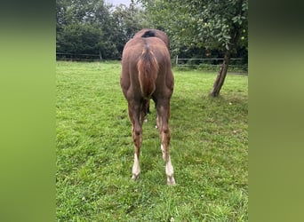 American Quarter Horse, Stallion, Foal (04/2024), 14,3 hh, Chestnut