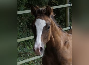 American Quarter Horse, Stallion, Foal (04/2024), 14,3 hh, Chestnut