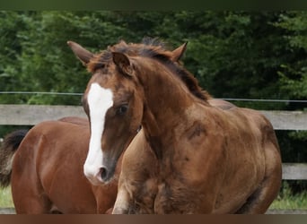 American Quarter Horse, Stallion, Foal (04/2024), 14,3 hh, Chestnut