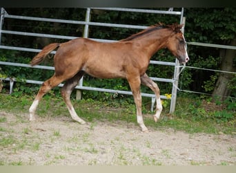 American Quarter Horse, Stallion, Foal (04/2024), 14,3 hh, Chestnut