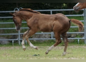 American Quarter Horse, Stallion, Foal (04/2024), 14,3 hh, Chestnut