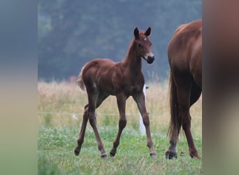 American Quarter Horse, Stallion, Foal (06/2026), 14.3 hh, Chestnut