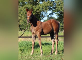 American Quarter Horse, Stallion, Foal (06/2026), 14.3 hh, Chestnut