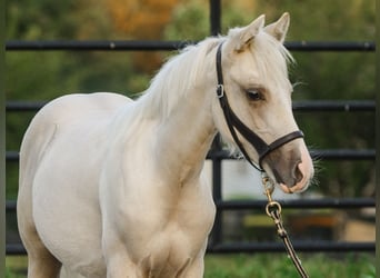 American Quarter Horse, Stallion, Foal (05/2025), 14.3 hh, Palomino American Quarter Horse, Stallion, Foal (05/2025), 14.3 hh, Palomino