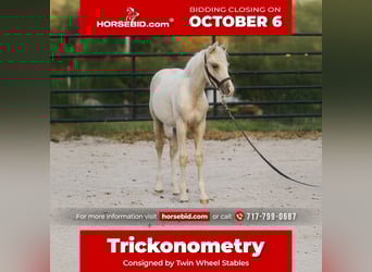 American Quarter Horse, Stallion, Foal (05/2025), 14.3 hh, Palomino American Quarter Horse, Stallion, Foal (05/2025), 14.3 hh, Palomino