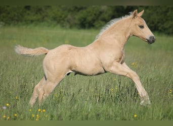 American Quarter Horse, Stallion, Foal (04/2026), 14.3 hh, Palomino