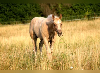 American Quarter Horse, Stallion, Foal (04/2026), 14.3 hh, Palomino
