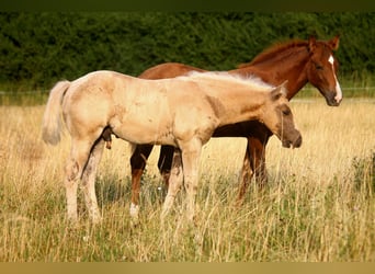 American Quarter Horse, Stallion, Foal (04/2026), 14.3 hh, Palomino