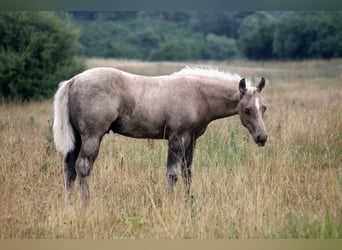 American Quarter Horse, Stallion, Foal (04/2026), 14.3 hh, Palomino