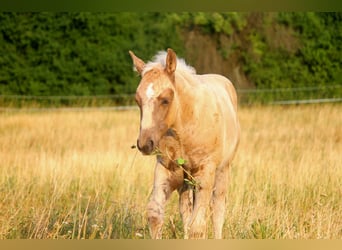 American Quarter Horse, Stallion, Foal (04/2026), 14.3 hh, Palomino