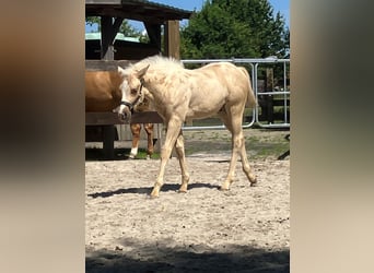 American Quarter Horse, Stallion, Foal (05/2026), 14.3 hh, Palomino
