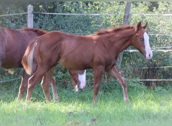 American Quarter Horse, Stallion, Foal (05/2025), 14,1 hh, Roan-Red