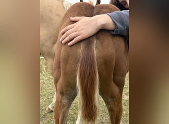 American Quarter Horse, Stallion, Foal (05/2025), 14,1 hh, Roan-Red