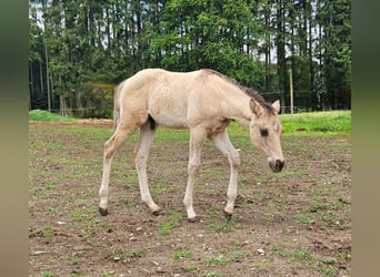 American Quarter Horse, Stallion, , 14,1 hh