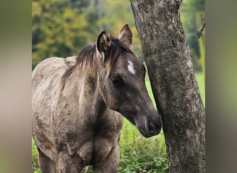 American Quarter Horse, Stallion, Foal (04/2025), 14,1 hh