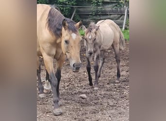 American Quarter Horse, Stallion, Foal (04/2025), 14,1 hh