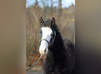 American Quarter Horse, Stallion, Foal (05/2025), 14,2 hh, Bay-Dark
