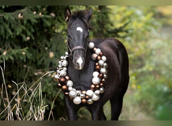 American Quarter Horse, Stallion, Foal (04/2025), 14,2 hh, Black