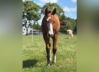 American Quarter Horse, Stallion, Foal (01/2025), 14,2 hh, Brown