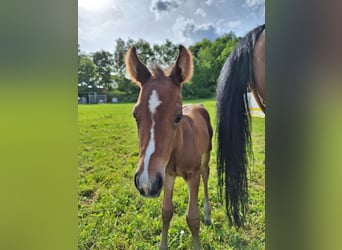 American Quarter Horse, Stallion, Foal (05/2025), 14,2 hh, Brown