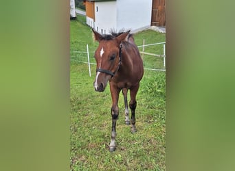 American Quarter Horse, Stallion, Foal (05/2025), 14,2 hh, Brown