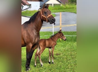 American Quarter Horse, Stallion, Foal (05/2025), 14,2 hh, Brown