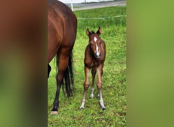American Quarter Horse, Stallion, Foal (05/2025), 14,2 hh, Brown