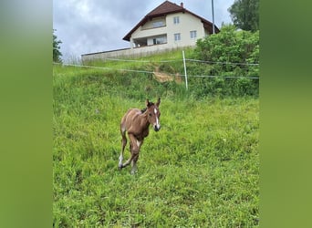 American Quarter Horse, Stallion, Foal (05/2025), 14,2 hh, Brown