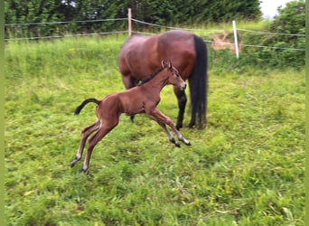 American Quarter Horse, Stallion, Foal (05/2025), 14,2 hh, Brown