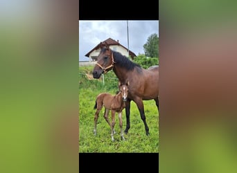 American Quarter Horse, Stallion, Foal (05/2025), 14,2 hh, Brown