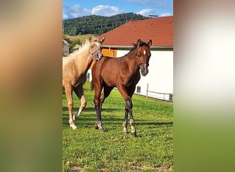American Quarter Horse, Stallion, Foal (05/2025), 14,2 hh, Brown