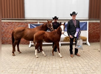 American Quarter Horse, Stallion, Foal (05/2025), 14,2 hh, Chestnut-Red